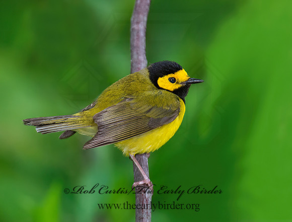 Setophaga citrina  HOODED WARBLER 9000825z