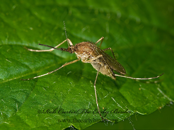 Aedes vexans~  FLOODWATER  MOSQUITO 8004873z