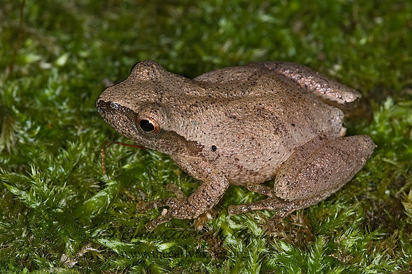 Pseudacris crucifer  SPRING PEEPER 6016849a z