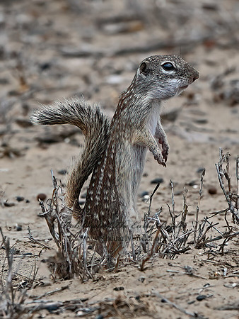 Ictidomys parvidens  RIO GRANDE GROUND SQUIRREL 3033530z