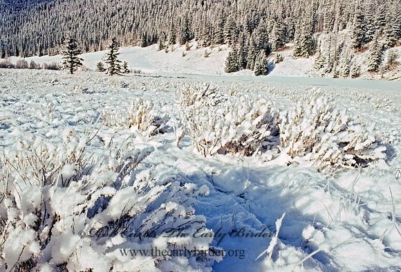 Beaver Creek Camp 101236z