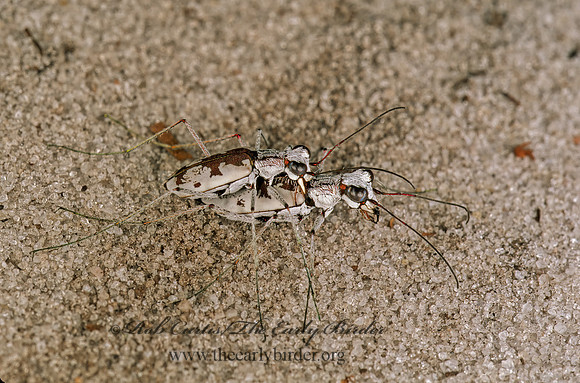Ellipsoptera hirtilabris 261820  sz
