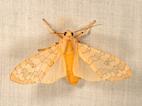Halysidota tessellaris BANDED TUSSOCK MOTH 9049881z