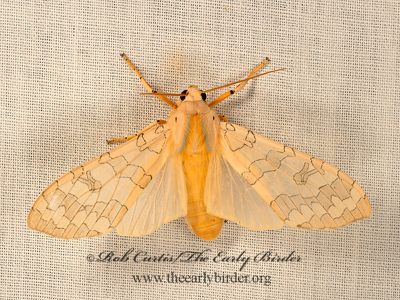 Halysidota tessellaris  BANDED TUSSOCK MOTH 9049881z