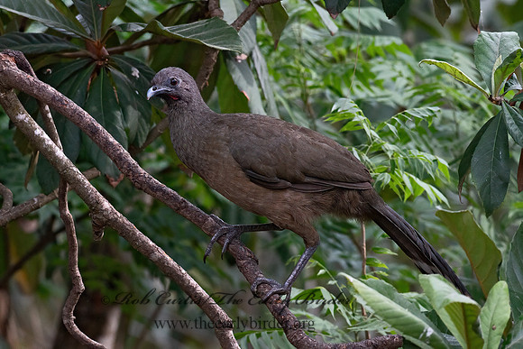 Ortalis vetula  PLAIN CHACHALACA 6039488z