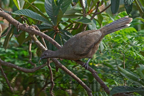 Ortalis vetula  PLAIN CHACHALACA 6039498z