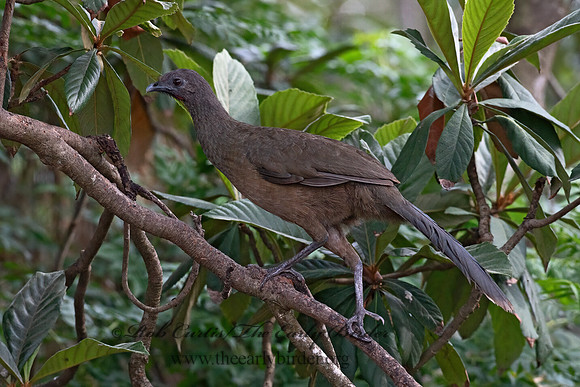 Ortalis vetula  PLAIN CHACHALACA 6039495z