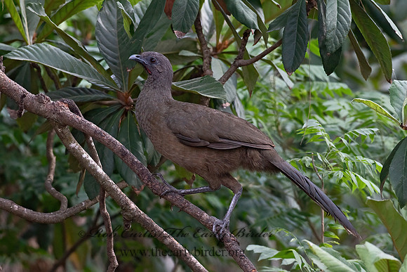 Ortalis vetula  PLAIN CHACHALACA 6039490z