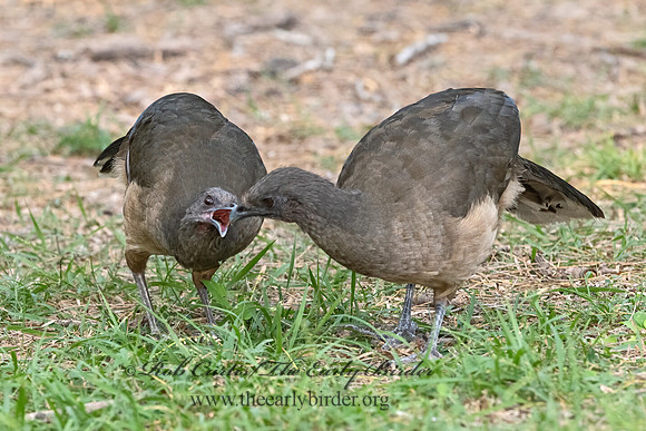 Ortalis vetula  PLAIN CHACHALACA 3031682z