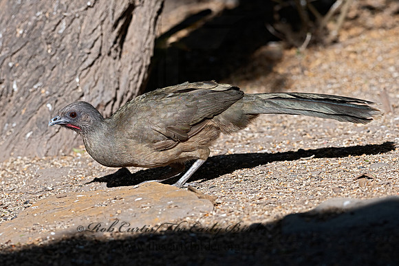 Ortalis vetula  PLAIN CHACHALACA 3030731z