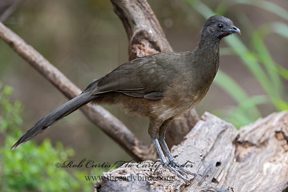 Ortalis vetula  PLAIN CHACHALACA 3030815z