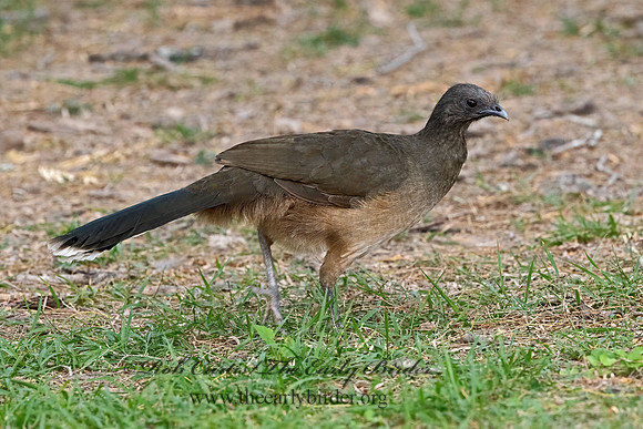 Ortalis vetula  PLAIN CHACHALACA 3031684z