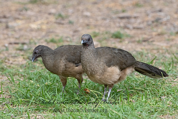 Ortalis vetula  PLAIN CHACHALACA 3031683z