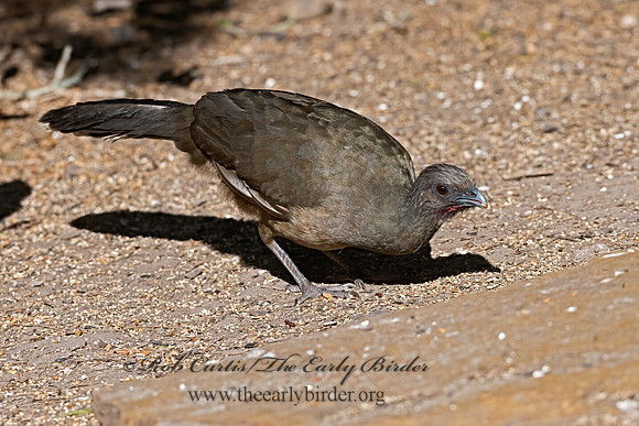 Ortalis vetula  PLAIN CHACHALACA 3030722z