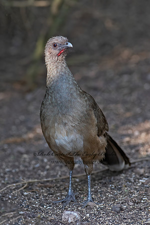 Ortalis vetula  PLAIN CHACHALACA 6039428z