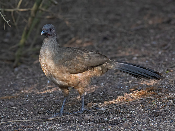 Ortalis vetula  PLAIN CHACHALACA 6039426z