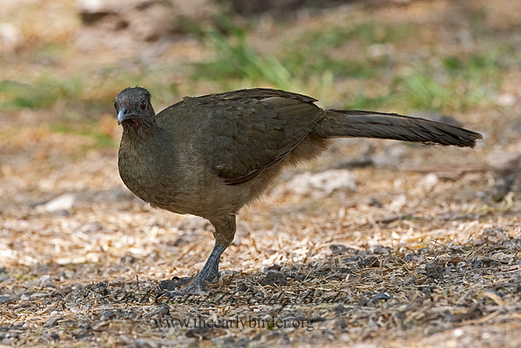 Ortalis vetula  PLAIN CHACHALACA 3031701z