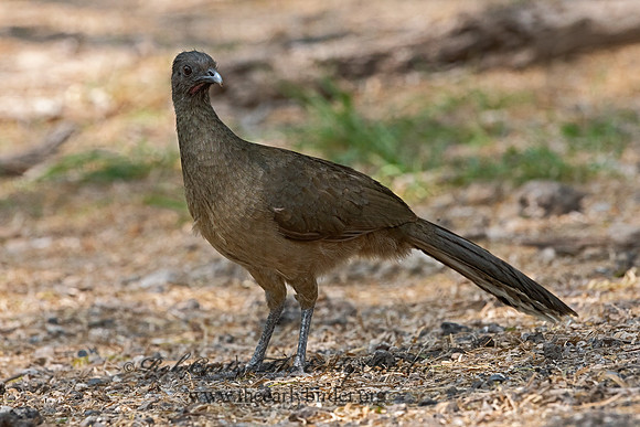 Ortalis vetula  PLAIN CHACHALACA 3031702z