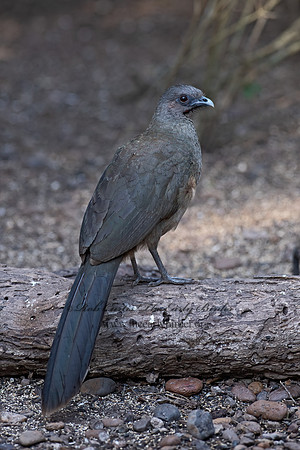 Ortalis vetula  PLAIN CHACHALACA 6039429z