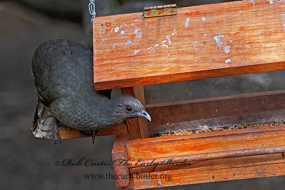 Ortalis vetula  PLAIN CHACHALACA 6039432z