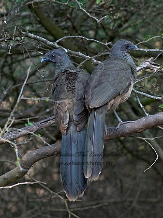 Ortalis vetula  PLAIN CHACHALACA 6039435z