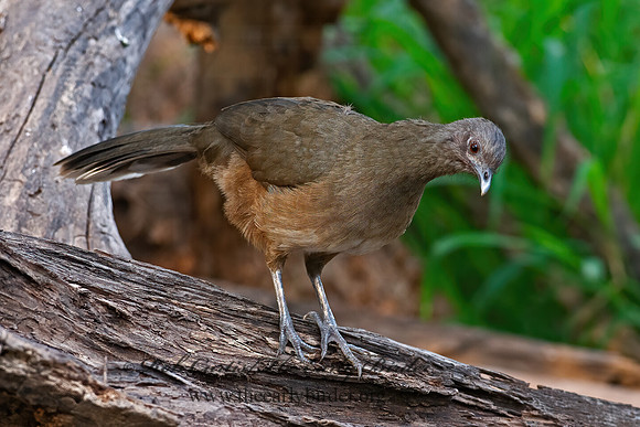 Ortalis vetula  PLAIN CHACHALACA 6039444z