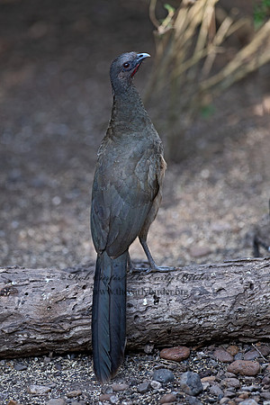 Ortalis vetula  PLAIN CHACHALACA 6039431z