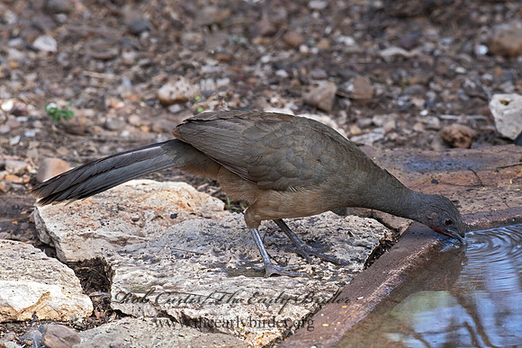 Ortalis vetula  PLAIN CHACHALACA 6039440z