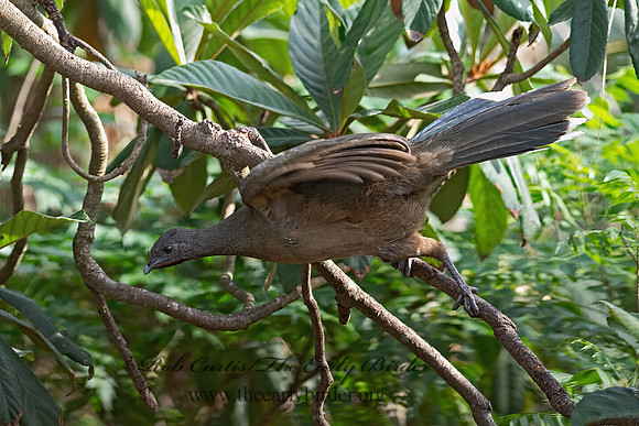 Ortalis vetula  PLAIN CHACHALACA 6039499z