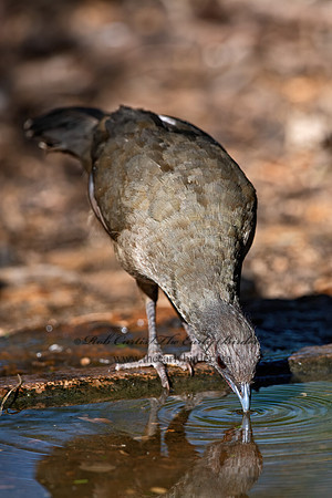 Ortalis vetula  PLAIN CHACHALACA 6039947z