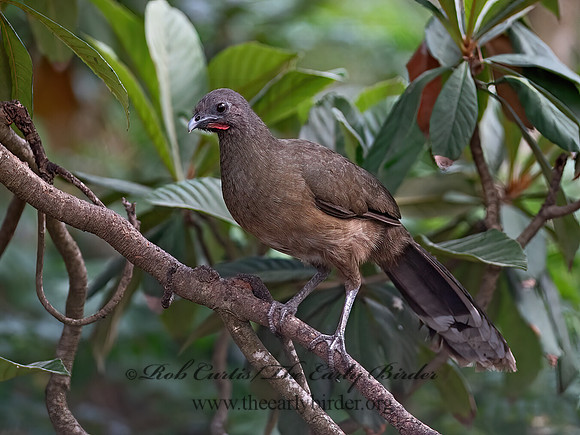Ortalis vetula  PLAIN CHACHALACA 6039501z