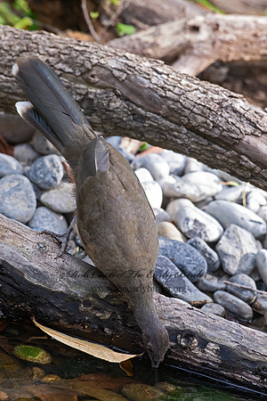 Ortalis vetula  PLAIN CHACHALACA 6039496z