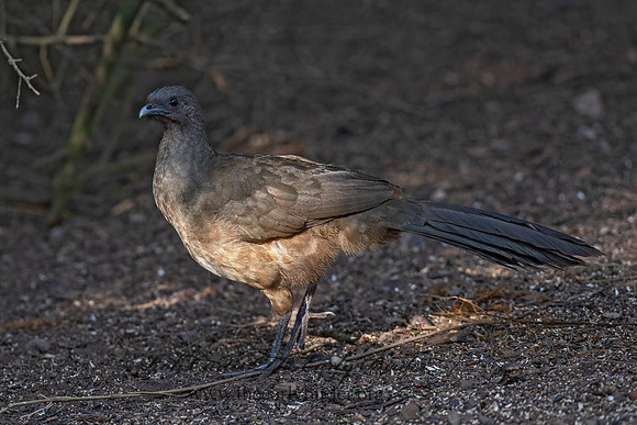 Ortalis vetula  PLAIN CHACHALACA 6039997z