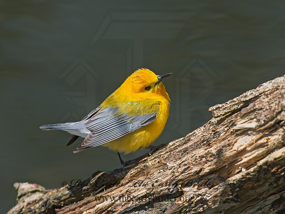 Protonotaria citrea  PROTHONOTARY WARBLER 9011155z