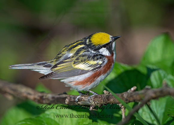 Setophaga pennsylvanica  CHESTNUT-SIDED WARBLER 9046522z