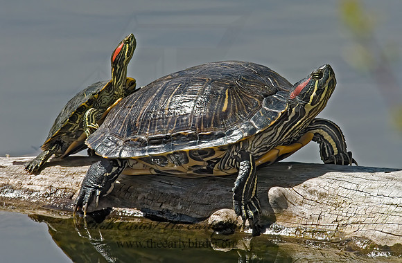 Trachemys scripta elegans  RED EARED SLIDER  6002780z