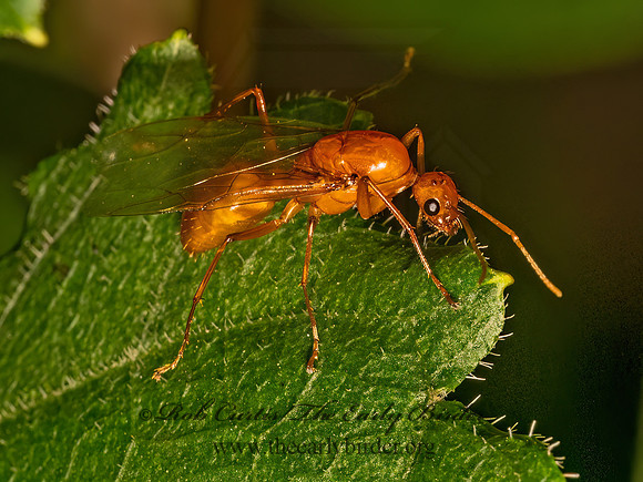 Camponotus castaneus  CHESTNUT CARPENTER ANT 9082506z