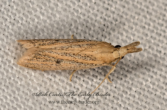 Coenochroa bipunctella  PYRALID MOTH 3031548z