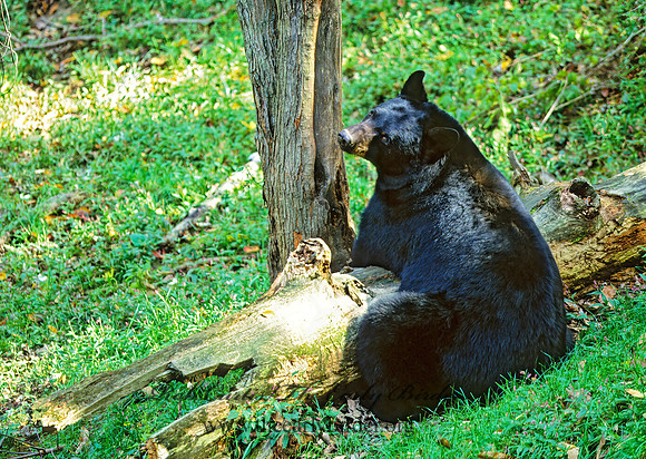 Ursus americanus  BLACK BEAR  309210z