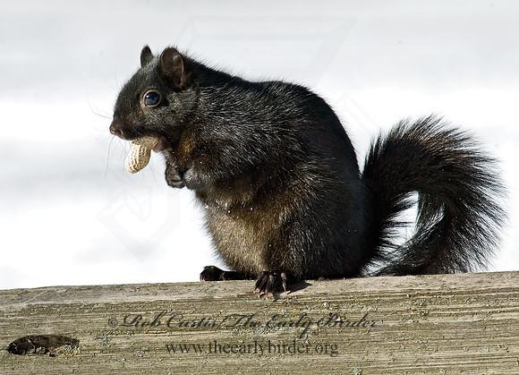 Sciurus carolinensis  EASTERN GRAY SQUIRREL 5017360z