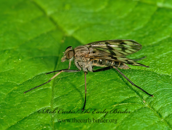 Rhagio mystaceus COMMON SNIPE FLY 1273507z