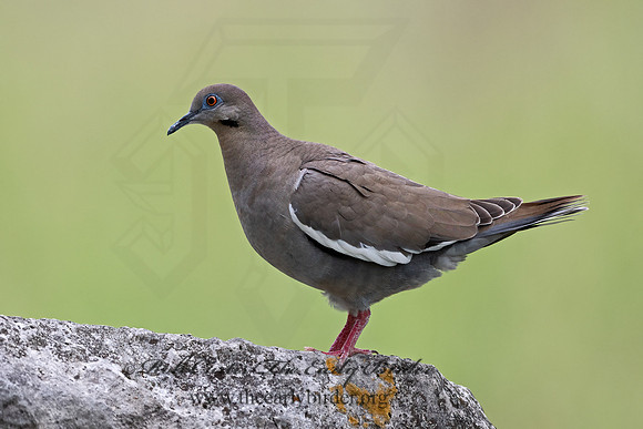 Zenaida asiatica  WHITE-WINGED DOVE 3034947z