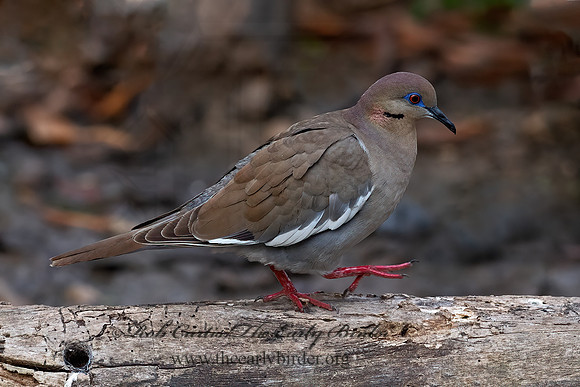 Zenaida asiatica  WHITE-WINGED DOVE 6039450z