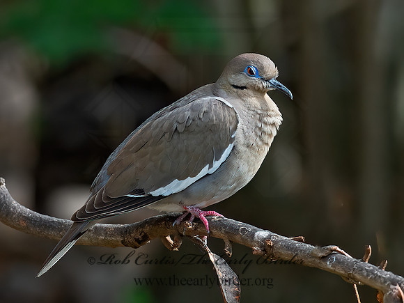 Zenaida asiatica  WHITE-WINGED DOVE 6039480z