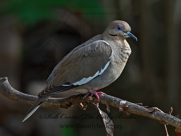 Zenaida asiatica  WHITE-WINGED DOVE 6039479z