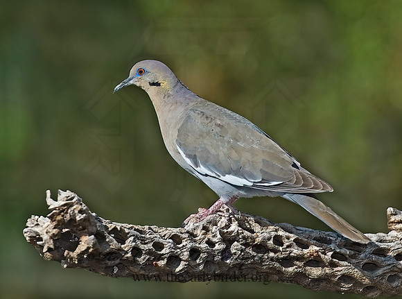 Zenaida asiatica  WHITE-WINGED DOVE 7007072z