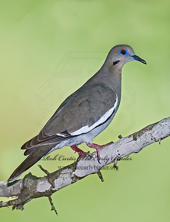 Zenaida asiatica  WHITE-WINGED DOVE 7005847z