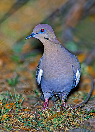 Zenaida asiatica  WHITE-WINGED DOVE 92405z