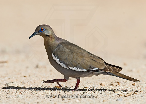 Zenaida asiatica  WHITE-WINGED DOVE 7007032z