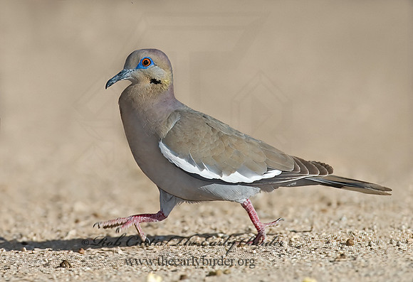 Zenaida asiatica  WHITE-WINGED DOVE 7006968z